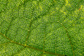 Illustration for article titled Diez bellísimos ejemplos de fractales en la naturaleza